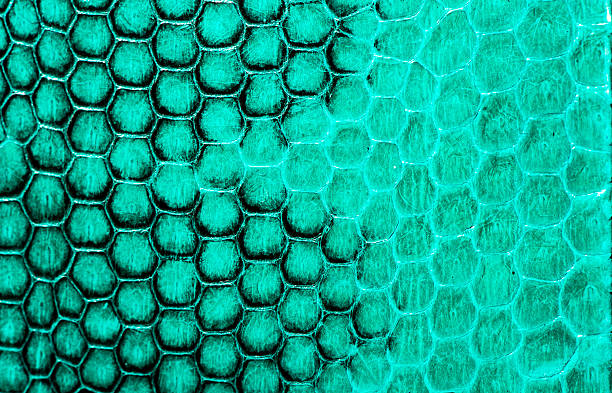 istock Real snake skin background, macro shot 469700844