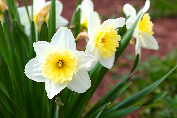 istock Narcissus flower close up.Flower Easter symbol. 469703170