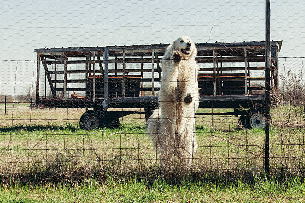 istock Dog Against Fench 469706516