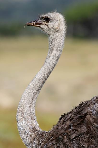 istock Female  Ostrich Bird 469706531