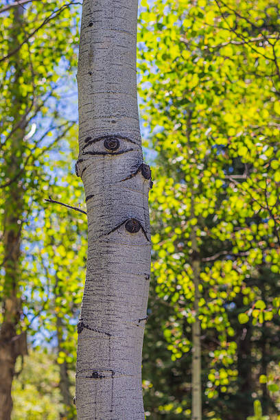 istock Aspen tree trunk with branch scar 
