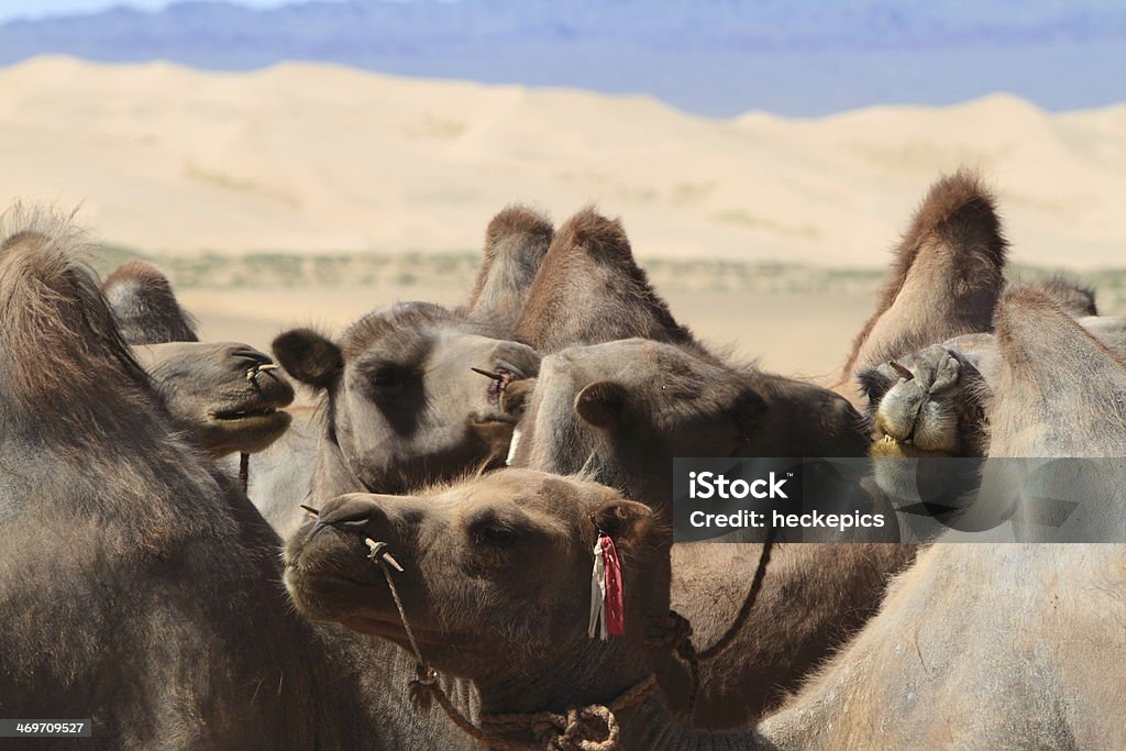 Kamel in der Wüste Gobi - Foto de stock de Aire libre libre de derechos