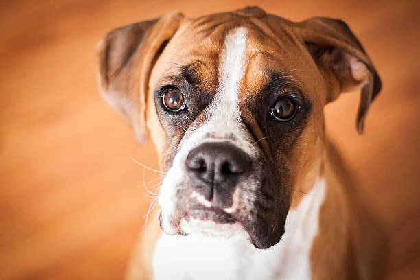 boxer cachorrinho detalhe - boxer cão - fotografias e filmes do acervo