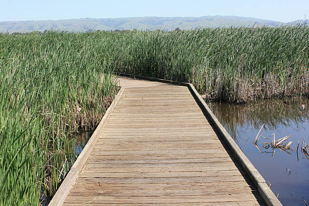 istock Wooden boardwalk leading into reeds 469711838