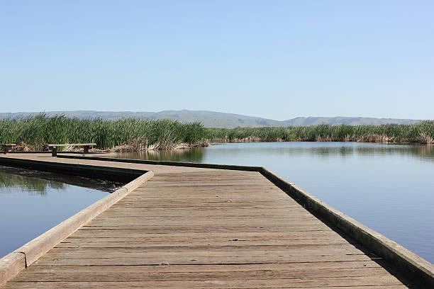 istock Wooden boardwalk over pond 469711842