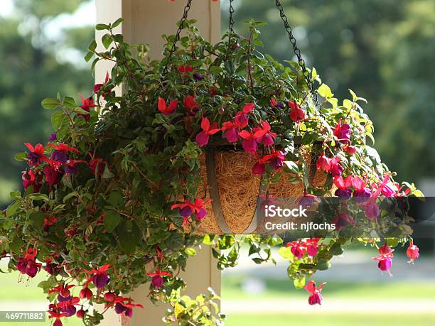 Fuschia Hanging Basket On Porch Post Stock Photo - Download Image Now - Hanging Basket, Fuchsia Flower, Flower