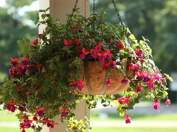 Fuschia basket hanging on porch post with diffused green background