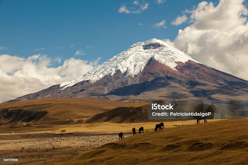 Cotopaxi volcano and wild horses Cotopaxi, an active volcano, at sunset with horses in the foreground Cotopaxi Stock Photo