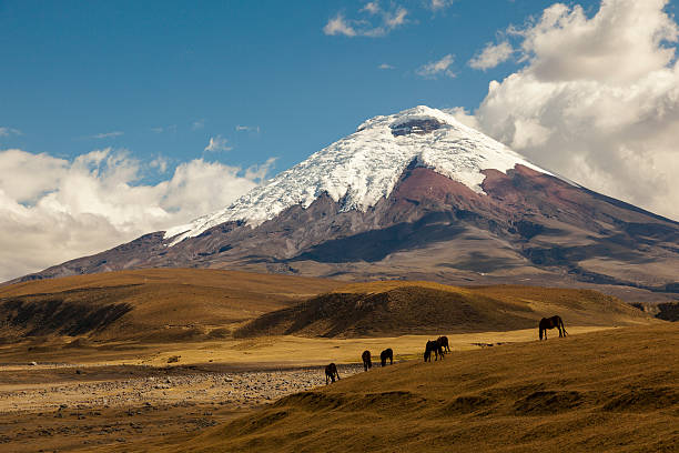 Cotopaxi volcano and wild horses Cotopaxi, an active volcano, at sunset with horses in the foreground agua volcano photos stock pictures, royalty-free photos & images