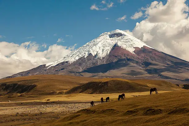 Cotopaxi, an active volcano, at sunset with horses in the foreground