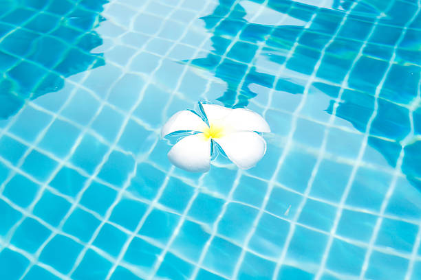 istock Tropical flower Plumeria on swimming pool 469712052