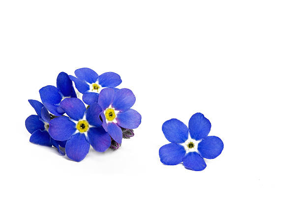 istock Forget me not flower, closeup, isolated on white 469712763
