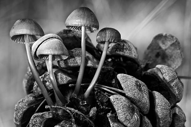 istock Mushrooms of pine cones  b/w 469715767