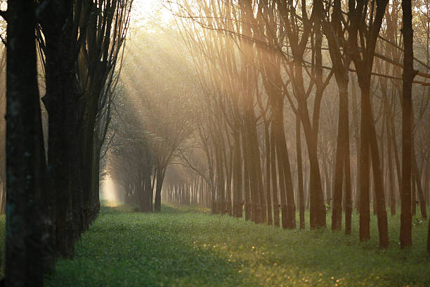 istock Rubber tree at sunrise in mist At South Thailand. 469716723