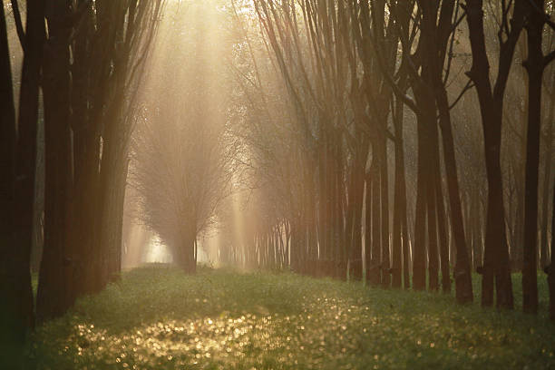 istock Rubber tree at sunrise in mist At South Thailand. 469716743