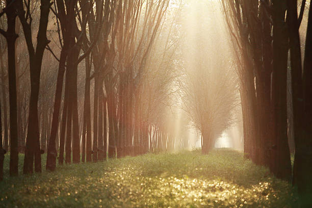 istock Rubber tree at sunrise in mist At South Thailand. 469716749