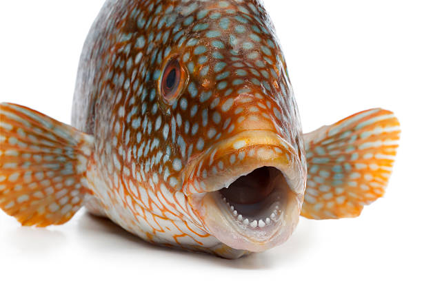 istock Close up of a grouper fish 469716761