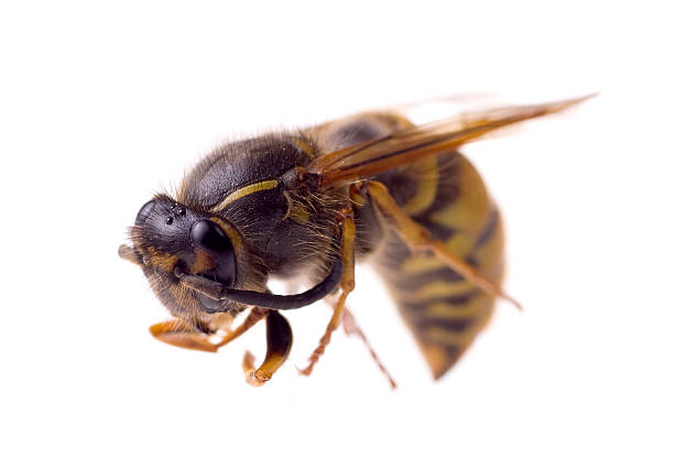 istock Close up of a dead wasp 469716850