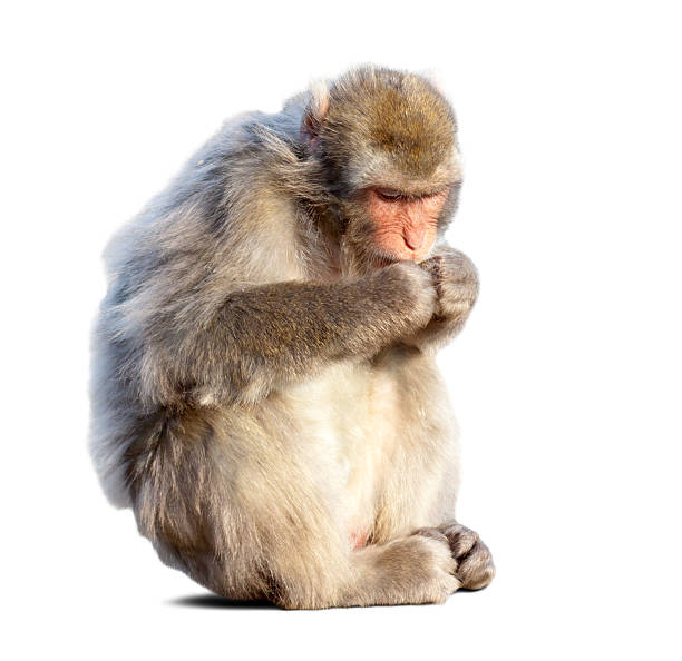 Eating Japanese macaque Eating Japanese macaque (Macaca fuscata). Isolated  over white background with shade macaque stock pictures, royalty-free photos & images