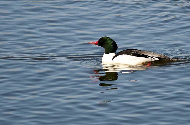 istock Common Merganser Swimming on the Blue Pond 469719678