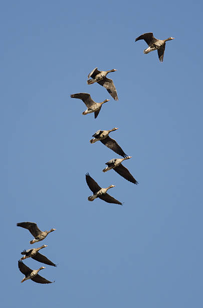 istock Flock of Greater White-Fronted Geese Flying in a Blue Sky 469719696