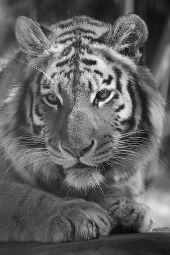 Black and white photo of the Siberian tiger