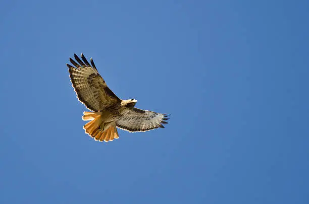 Photo of Red-Tail Hawk Flying in a Blue Sky