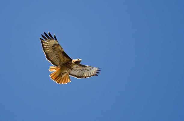gavião-de-rabo vermelho voando em um céu azul - red tailed boa - fotografias e filmes do acervo