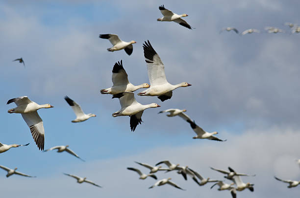 istock Flock of Snow Geese Flying in a Cloudy Sky 469720986