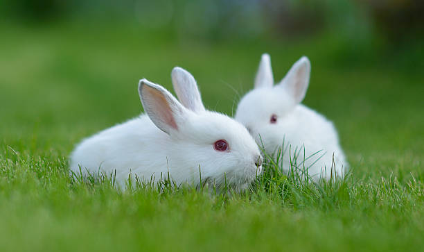 istock Funny baby white rabbit in grass 469721553