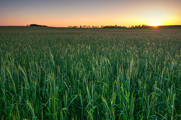 istock Wheat field at sunset, Midwest, USA 469723074