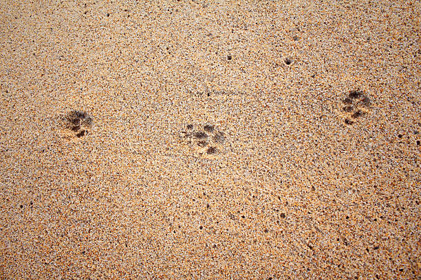 istock Dog footprints on the sand beach 469723352
