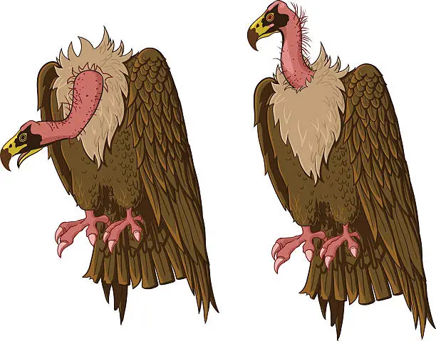 Vector illustration of vulture