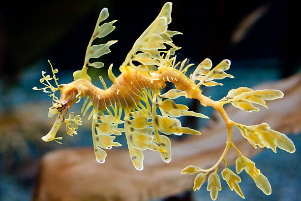 Leafy Sea Dragon Leafy sea dragon sea horse in water seadragons photos stock pictures, royalty-free photos & images