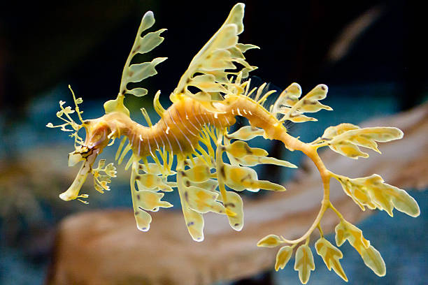 Pławikonik Australijski - zdjęcia stockowe i więcej obrazów Smok morski - Smok  morski, Konik morski, Liść - iStock