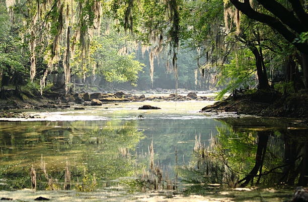 istock Landscape with Slow River and Hanging Moss 469728771