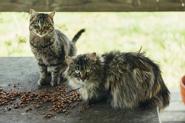 бродячее ферма cats - челеста стоковые фото и изображения