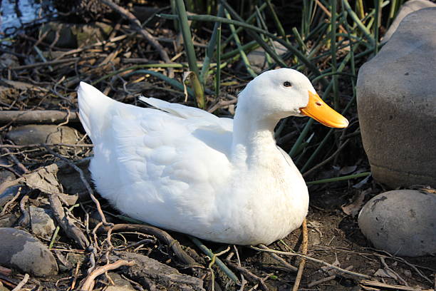 istock American Pekin duck sitting on twigs 469729024