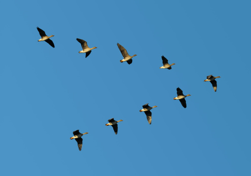 Flock of migrating bean geese flying in v-formation.