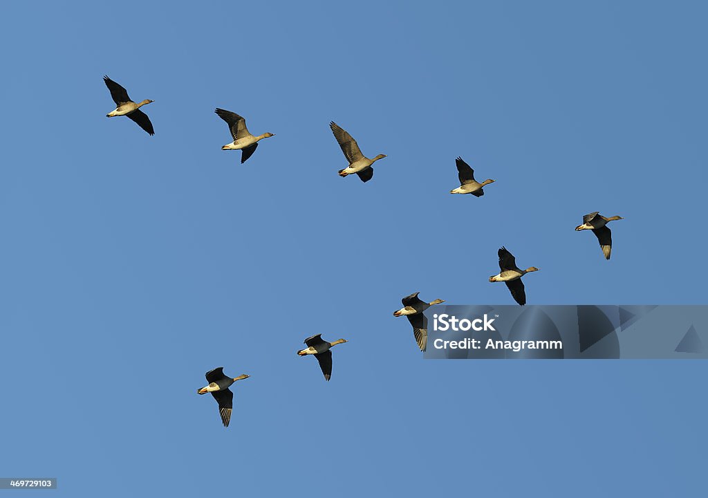 Bean geese in flight Flock of migrating bean geese flying in v-formation. Bird Stock Photo