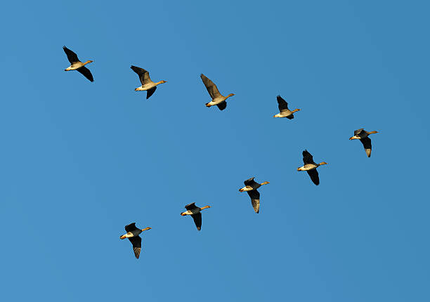 Bean geese in flight Flock of migrating bean geese flying in v-formation. goose bird photos stock pictures, royalty-free photos & images