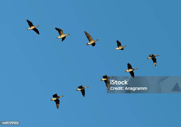 Bean Geese In Flight Stock Photo - Download Image Now - Bird, Birds Flying in V-Formation, Pattern