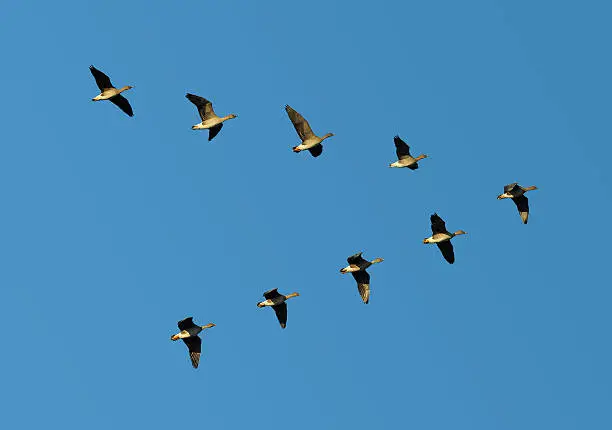 Photo of Bean geese in flight