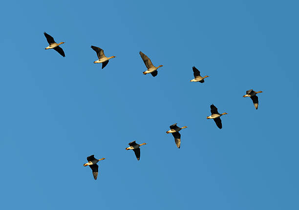 feijão gansos em vôo - bird leadership flying goose imagens e fotografias de stock