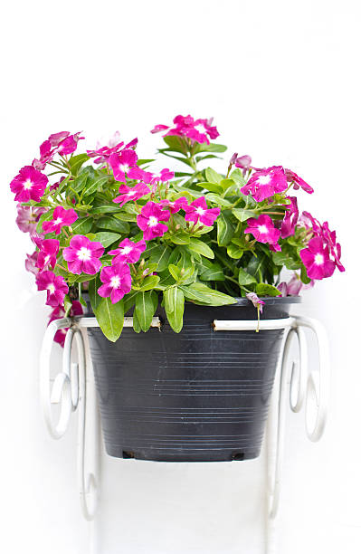 istock Vinca Flowers Hanging Pot Plant. 469730231
