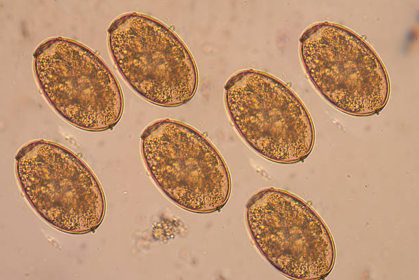 istock Numerous trematodes cause disease in humans. 469732502