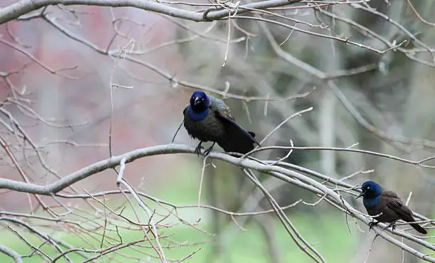 Photo of Two Grackles on Tree Limb