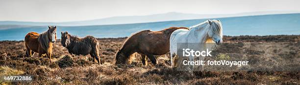 Wild Horses Grazing On Mountain Ridge Panorama Brecon Beacons Wales Stock Photo - Download Image Now
