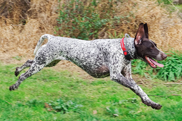 german shorthaired pointer dog running - alman kısa tüylü pointeri stok fotoğraflar ve resimler