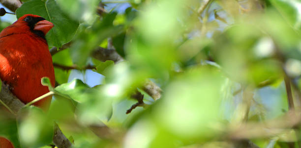 istock Red Male Cardinal In Pear Tree 469734568